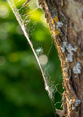 abstract wood and spider web texture, white fluff caught in a spider web, blurred background