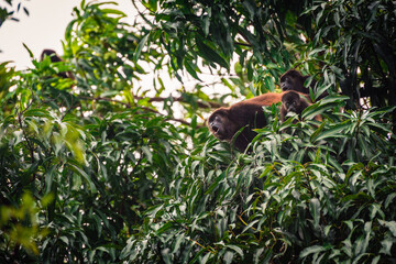 Family of three Howler Monkeys hanging from a tree in the jungle of Central America.