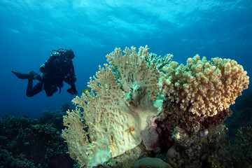 Underwater Red Sea seascape. Coral reef near Makadi Bay, Egypt
