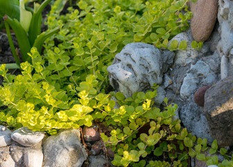 a stone in green herbs, the stone looks like a human face, decor in the garden