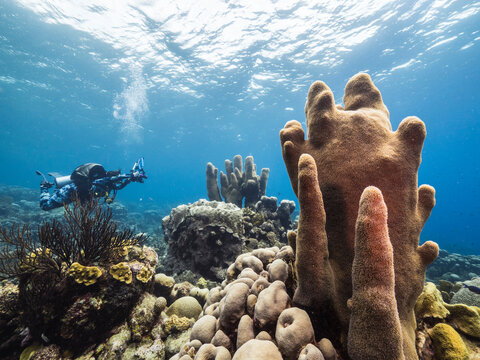 Seascape with fish, Pillar Coral and sponge in coral reef of Caribbean Sea, Curacao