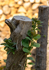 an old lilac trunk, new shoots grow on the trunk, abstract background