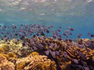 Fototapeta na wymiar Seascape with School of Surgeonfish, Elkhorn Coral and sponge in coral reef of Caribbean Sea, Curacao