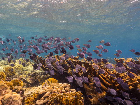 Seascape with School of Surgeonfish, Elkhorn Coral and sponge in coral reef of Caribbean Sea, Curacao
