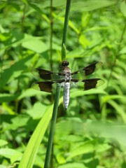 Common Whitetail Skimmer (male)
