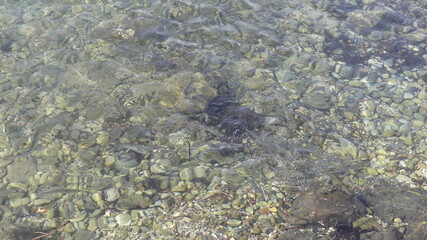 fish in the sea