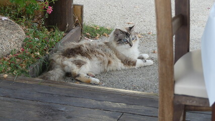 cat up close laying outside
