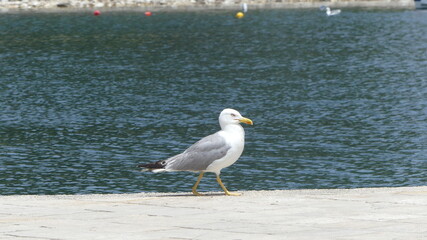 White and gray seagull walking next to water in Greek town