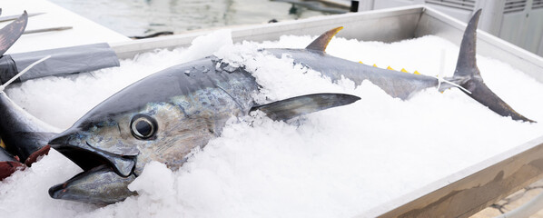 tuna in ice