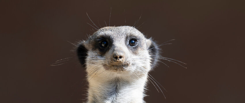 Front view of a Meerkat