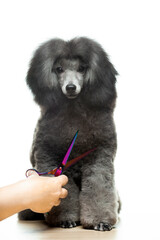 image of dog hand scissors white background 