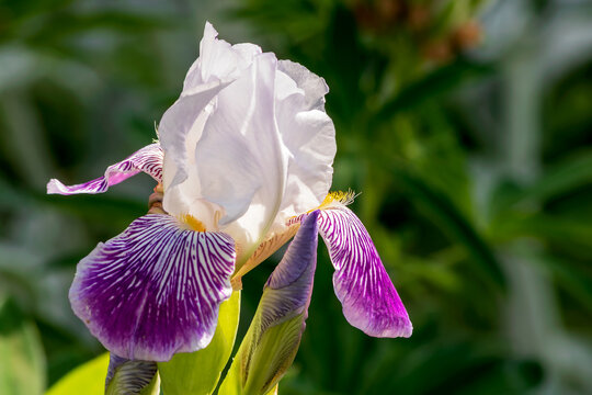 Beautiful bloom of a bearded iris of white and blue color on a blurred background. 