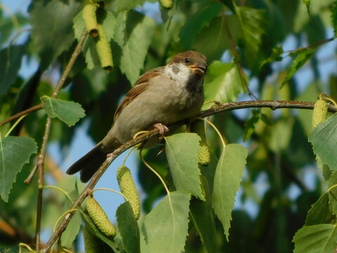 Robin on a branch