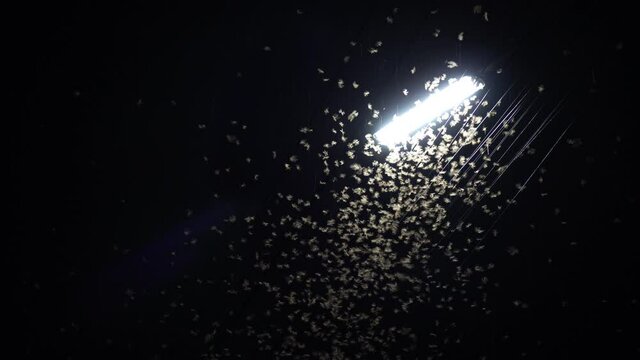 Mayfly termite playing and flying with electric light at night after rain