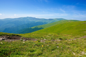 grassy hills and meadows of Borzhava mountain ridge. wonderful summer landscape at high noon. high clouds on the blue sky. wonderful nature scenery of carpathians