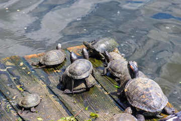 Obraz premium European pond turtle (Emys orbicularis)