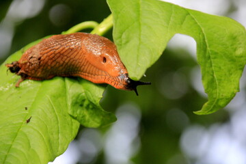 Big Brown Spanish slug (arion vulgaris) on a grass , Close-up. Invasive animal species. Big slimy brown snail slugs crawling in the summer garden