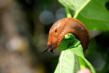 Big Brown Spanish slug (arion vulgaris) on a grass , Close-up. Invasive animal species. Big slimy brown snail slugs crawling in the summer garden - obrazy, fototapety, plakaty