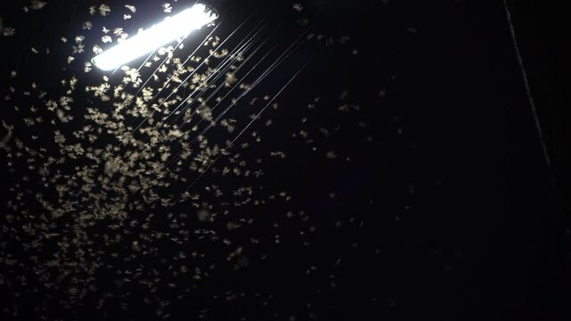 Termite flying insect mayfly playing with electric light at night after rainy day