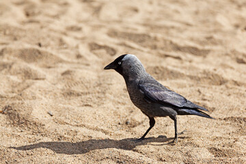 jackdaw in close up on sandy beach