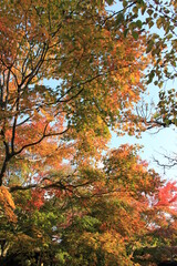 Fototapeta na wymiar 秋の風景/綺麗なグラデーションになっている紅葉