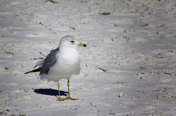 Ring Billed Gull on Florida Beach