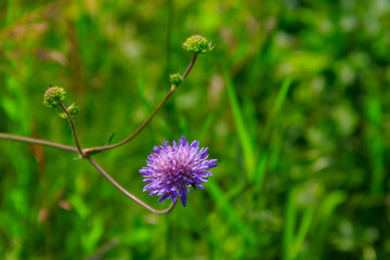 Purple scabiosa flower on a green meadow