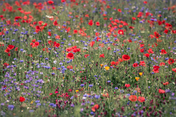 Fototapeta premium champ de fleurs sauvages: bleuets et coquelicots symboles de la biodiversité et de l'agriculture biologique