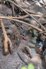 Meder's mangrove crab in the mangrove forest