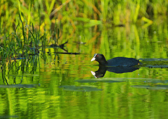Eurasian coot (Fulica atra), in spring on a pond