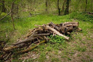 Fototapeta premium cut wood in the forest
