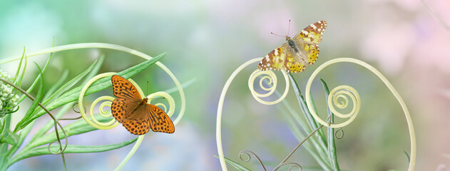 Delicate green grass with curls and a butterfly on a blurred soft turquoise-green background and green grass.A copy of the place, empty for a postcard.Spring pattern, a magical, fabulous panoramic com