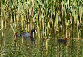 Eurasian Coot (Fulica atra) with two chicks, among reeds.