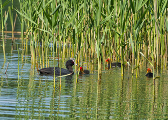 Eurasian Coot (Fulica atra) with three chicks, among reeds.
