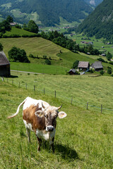 Naklejka premium Schweiz im Sommer Churfirsten