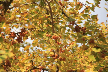 たくさん実が生り、すっかり葉が黄葉したイチョウ