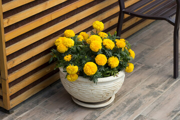 Large marigold flowers in a pot in the garden