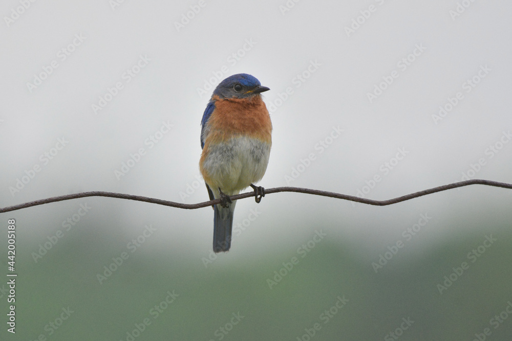 Wall mural bluebird on a wire