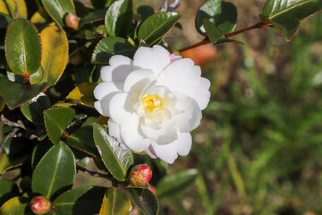 白い椿の花