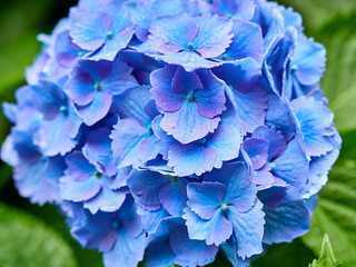 Hortensia de color azul morado