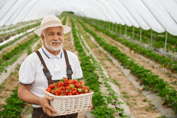 Portrait of senior farmer in white hat and uniform posing at greenhouse with ripe strawberries in hands. Wicker basket full of freshly picked berries. Harvesting process.