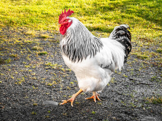 A large healthy free-range cage-free rooster with white and black feathers and red comb walking outside in natural rural green grass summertime in the countryside