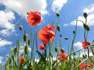Red poppies on a blue sky background