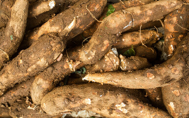 Cassava raw tuber - Manihot esculenta. Healthy food