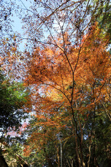 秋の林の風景