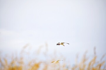 Möwe in Bewegung