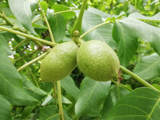 Green background. Walnuts on the tree.