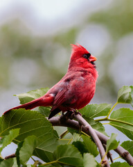 northern cardinal on a branch