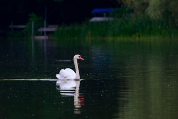 Mute Swan Reflection