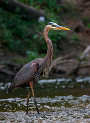 Great Blue Heron